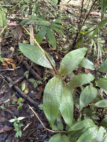 Streptochaeta sodiroana