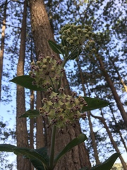 Asclepias similis