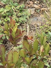 Sympetrum semicinctum