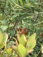 Sympetrum semicinctum