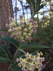 Asclepias similis