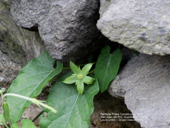 Gonolobus grandiflorus