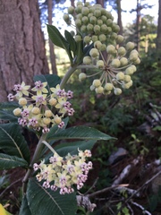 Asclepias similis