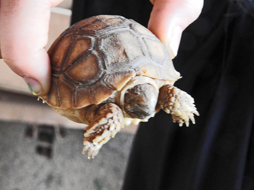 African Spurred Tortoise