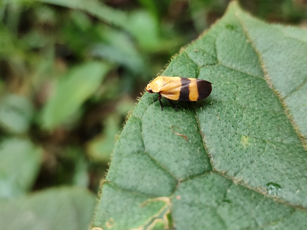 Tunaima semiflava