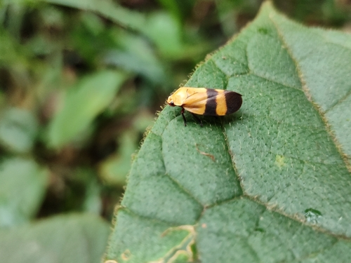 Tunaima semiflava