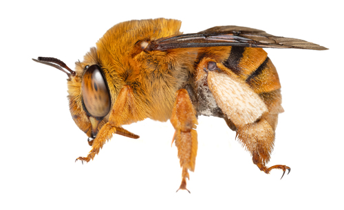 Amegilla bombiformis (Smith, 1854)