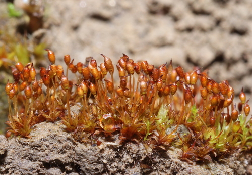 Microbryum davallianum observed 2024-12-22