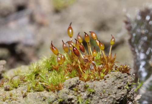 Microbryum davallianum observed 2024-12-22