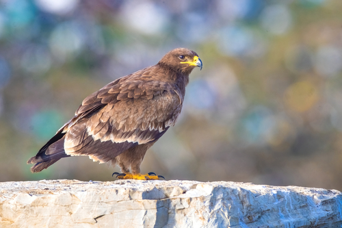 Águila esteparia (Aquila nipalensis)