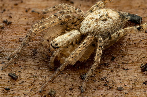 Miškinis Gležnavoris nuotrauka