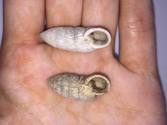 Cerion tridentatum