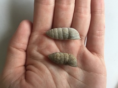 Cerion tridentatum