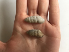 Cerion tridentatum