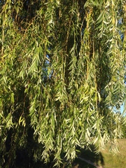Salix