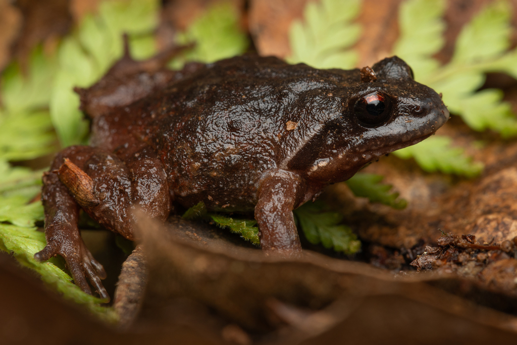 Australian Mountain Frogs