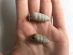 Cerion tridentatum