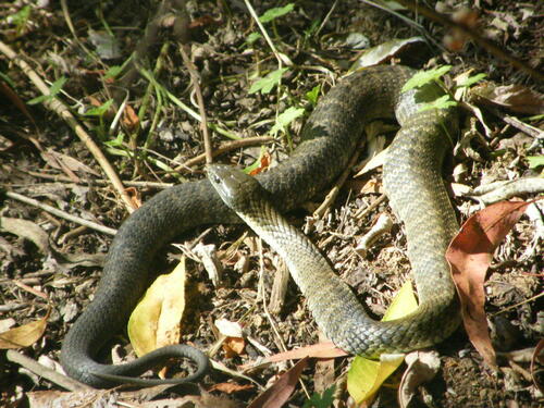 Tiger Snake sighting