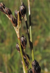 Juncus nevadensis inventus