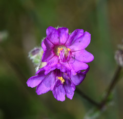 Mirabilis melanotricha