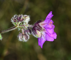 Mirabilis melanotricha