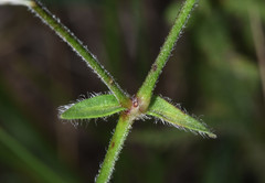 Mirabilis melanotricha