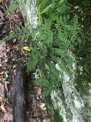 Cystopteris tennesseensis