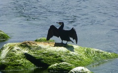 Phalacrocorax carbo