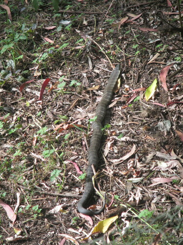 Tiger Snake sighting