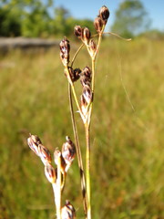 Juncus nevadensis inventus