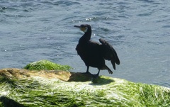 Phalacrocorax carbo
