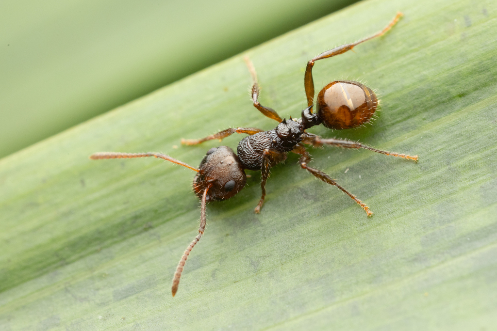 Pseudonotoncus