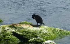 Phalacrocorax carbo
