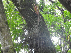 Tillandsia inopinata