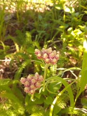 Antennaria rosea rosea