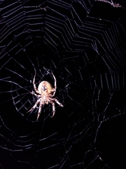 Neoscona crucifera