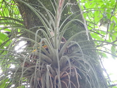 Tillandsia inopinata