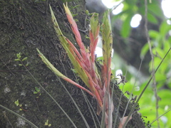 Tillandsia inopinata