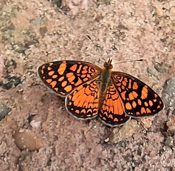 Tisona saladillensis