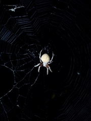 Neoscona crucifera