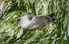 Larus argentatus
