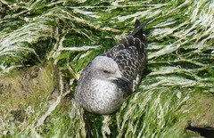 Larus argentatus