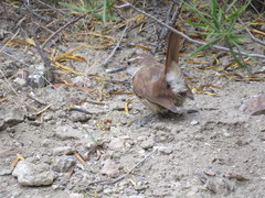 Ochetorhynchus ruficaudus