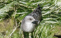 Larus argentatus