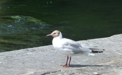 Chroicocephalus ridibundus