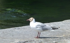 Chroicocephalus ridibundus