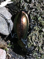 Carabus splendens