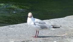 Chroicocephalus ridibundus