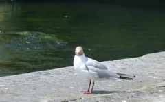 Chroicocephalus ridibundus