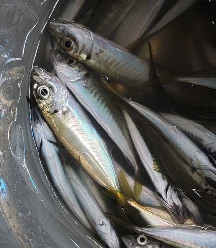Mediterranean horse mackerel (Trachurus mediterraneus) — Carangidae — 4